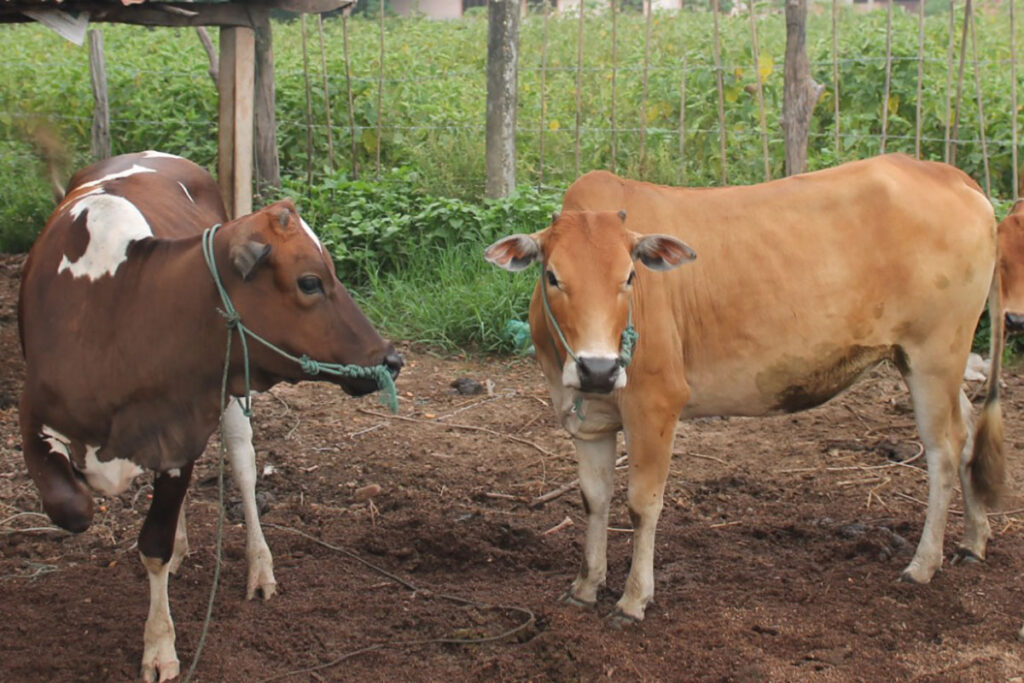 Chính sách thúc đẩy xuất khẩu gia súc của Lào, thị trường Việt Nam bị tác động.